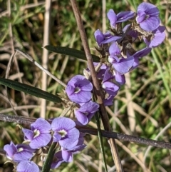 Hovea heterophylla (Common Hovea) at Mount Majura - 2 Sep 2022 by abread111