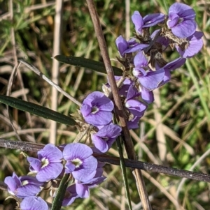 Hovea heterophylla at Hackett, ACT - 2 Sep 2022 03:23 PM