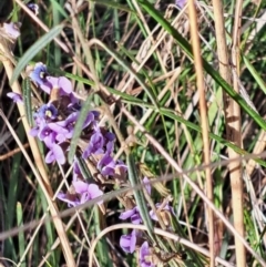 Hovea heterophylla at Hackett, ACT - 2 Sep 2022