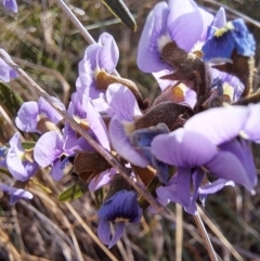 Hovea heterophylla at Hackett, ACT - 2 Sep 2022 03:23 PM