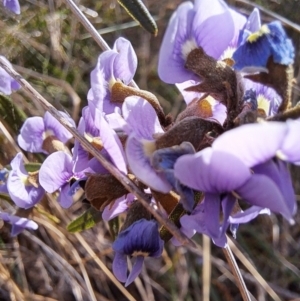 Hovea heterophylla at Hackett, ACT - 2 Sep 2022