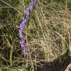 Hovea heterophylla at Hackett, ACT - 2 Sep 2022 03:23 PM