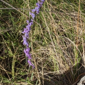 Hovea heterophylla at Hackett, ACT - 2 Sep 2022