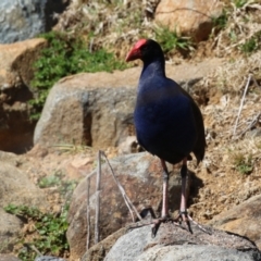 Porphyrio melanotus (Australasian Swamphen) at Greenway, ACT - 3 Sep 2022 by RodDeb