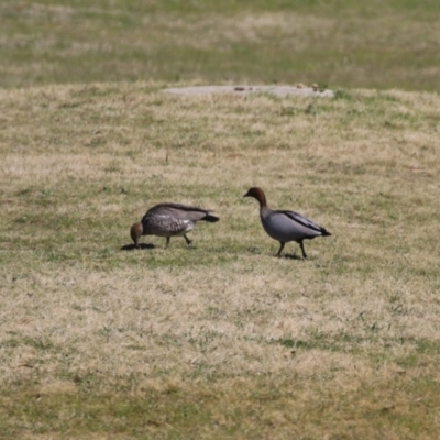 Chenonetta jubata (Australian Wood Duck) at Greenway, ACT - 3 Sep 2022 by RodDeb