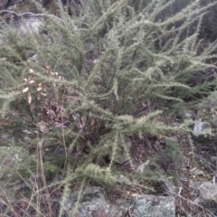 Grevillea juniperina (Grevillea) at Dairymans Plains, NSW - 3 Sep 2022 by mahargiani