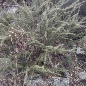 Grevillea juniperina at Dairymans Plains, NSW - 3 Sep 2022 01:46 PM