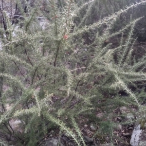 Grevillea juniperina at Dairymans Plains, NSW - 3 Sep 2022 01:46 PM