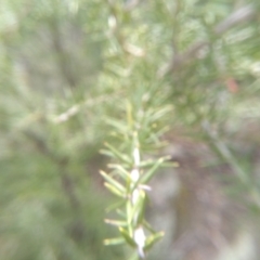 Grevillea juniperina at Dairymans Plains, NSW - 3 Sep 2022 01:46 PM