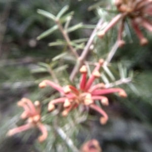 Grevillea juniperina at Dairymans Plains, NSW - 3 Sep 2022 01:46 PM