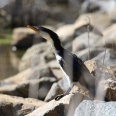 Microcarbo melanoleucos (Little Pied Cormorant) at Greenway, ACT - 3 Sep 2022 by RodDeb