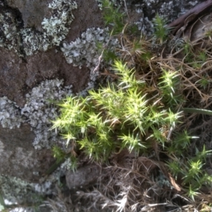 Stellaria pungens at Dairymans Plains, NSW - 3 Sep 2022