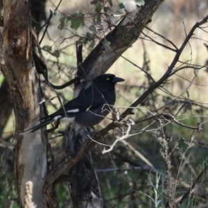 Strepera graculina at Greenway, ACT - 3 Sep 2022