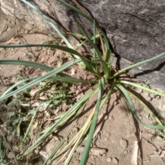 Bulbine glauca (Rock Lily) at Dairymans Plains, NSW - 3 Sep 2022 by mahargiani