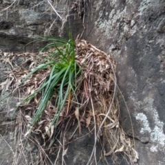 Bulbine glauca at Dairymans Plains, NSW - 3 Sep 2022 02:00 PM