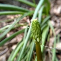 Bulbine glauca at Dairymans Plains, NSW - 3 Sep 2022 02:00 PM