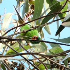 Lathamus discolor (Swift Parrot) at Hughes, ACT - 3 Sep 2022 by Ct1000