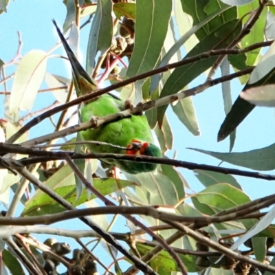 Lathamus discolor (Swift Parrot) at Hughes Grassy Woodland - 3 Sep 2022 by Ct1000