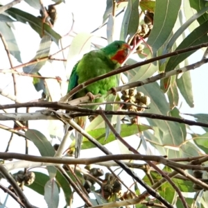 Lathamus discolor at Hughes, ACT - suppressed