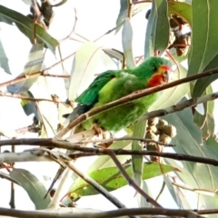 Lathamus discolor at Hughes, ACT - suppressed