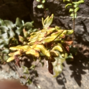 Pellaea calidirupium at Murrumbucca, NSW - 3 Sep 2022