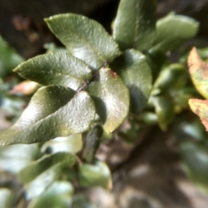 Pellaea calidirupium at Murrumbucca, NSW - 3 Sep 2022