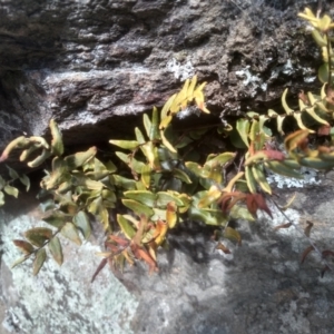 Pellaea calidirupium at Murrumbucca, NSW - 3 Sep 2022
