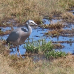 Egretta novaehollandiae at Greenway, ACT - 3 Sep 2022