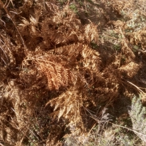 Pteridium esculentum at Dairymans Plains, NSW - 3 Sep 2022