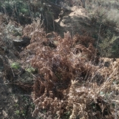 Pteridium esculentum at Dairymans Plains, NSW - 3 Sep 2022