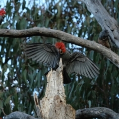 Callocephalon fimbriatum (Gang-gang Cockatoo) at Hughes Grassy Woodland - 3 Sep 2022 by Ct1000