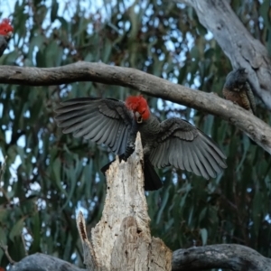 Callocephalon fimbriatum at Hughes, ACT - 3 Sep 2022