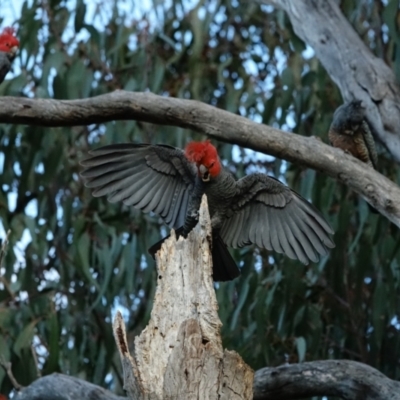 Callocephalon fimbriatum (Gang-gang Cockatoo) at Hughes, ACT - 3 Sep 2022 by Ct1000