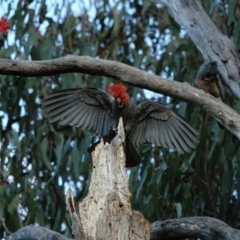 Callocephalon fimbriatum at Hughes, ACT - 3 Sep 2022