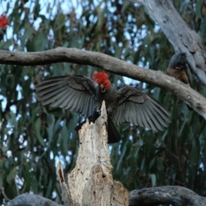 Callocephalon fimbriatum at Hughes, ACT - suppressed