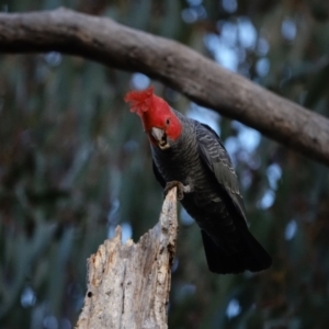 Callocephalon fimbriatum at Hughes, ACT - suppressed