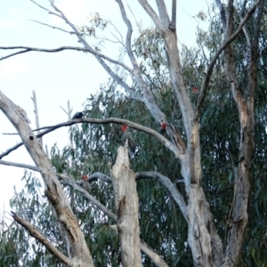 Callocephalon fimbriatum at Hughes, ACT - suppressed