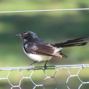 Rhipidura leucophrys at Greenway, ACT - 3 Sep 2022