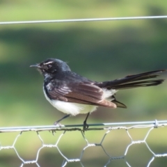 Rhipidura leucophrys (Willie Wagtail) at Greenway, ACT - 3 Sep 2022 by RodDeb