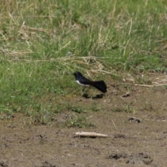 Rhipidura leucophrys at Greenway, ACT - 3 Sep 2022 11:22 AM