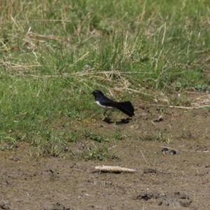 Rhipidura leucophrys at Greenway, ACT - 3 Sep 2022 11:22 AM