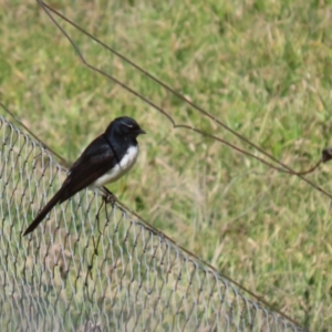 Rhipidura leucophrys at Greenway, ACT - 3 Sep 2022 11:22 AM