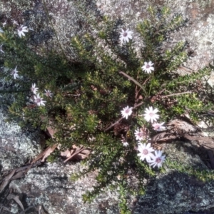 Olearia iodochroa at Dairymans Plains, NSW - 3 Sep 2022 02:30 PM