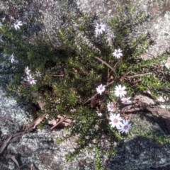 Olearia iodochroa (Violet Daisy-bush) at Dairymans Plains, NSW - 3 Sep 2022 by mahargiani