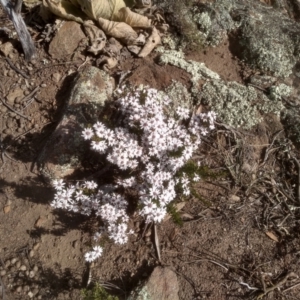 Olearia iodochroa at Dairymans Plains, NSW - 3 Sep 2022 02:30 PM