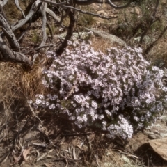 Olearia iodochroa at Dairymans Plains, NSW - 3 Sep 2022 02:30 PM