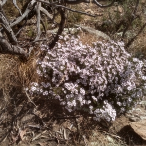 Olearia iodochroa at Dairymans Plains, NSW - 3 Sep 2022 02:30 PM