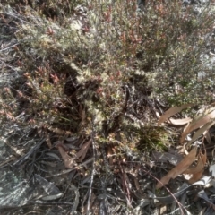 Brachyloma daphnoides (Daphne Heath) at Dairymans Plains, NSW - 3 Sep 2022 by mahargiani