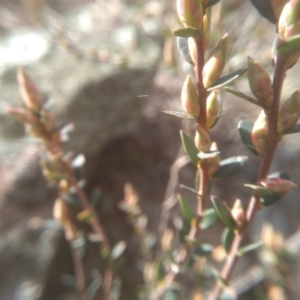 Brachyloma daphnoides at Dairymans Plains, NSW - 3 Sep 2022 02:45 PM