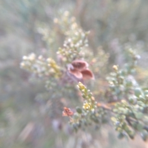 Mirbelia oxylobioides at Dairymans Plains, NSW - 3 Sep 2022